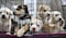 Disputa por regulación de exhibición de animales en venta, locatarios se niegan
