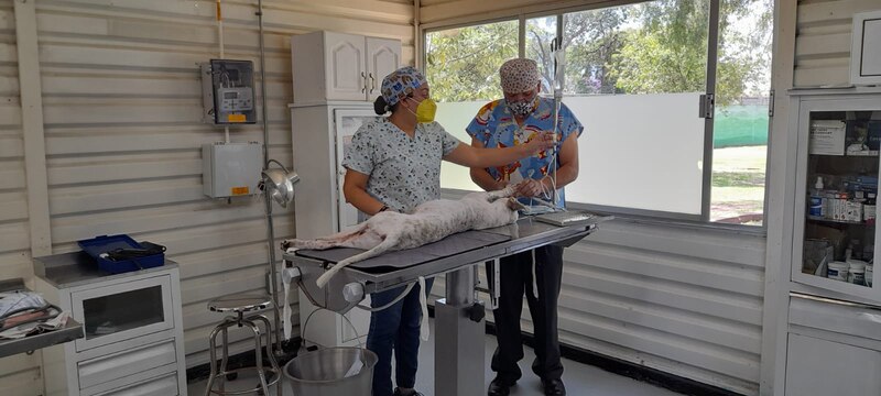 Veterinarios realizando una cirugía a un perro