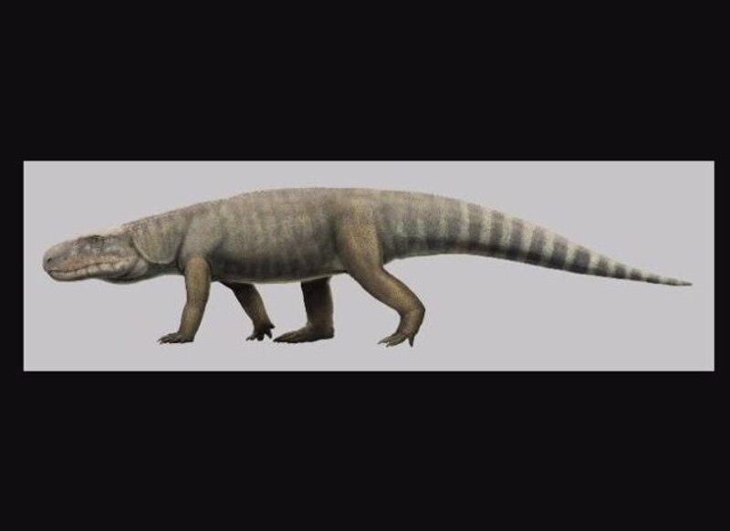El reptil más grande del mundo
