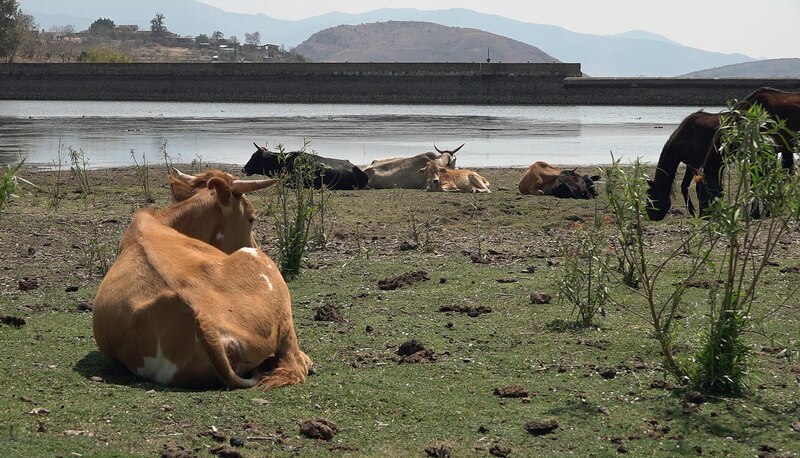 Vacas descansando en la orilla de un lago