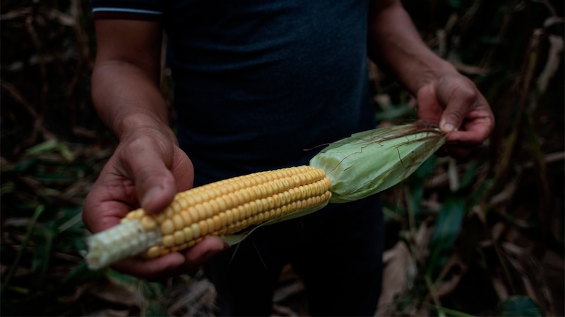 El maíz, un cultivo básico en la dieta de muchas culturas