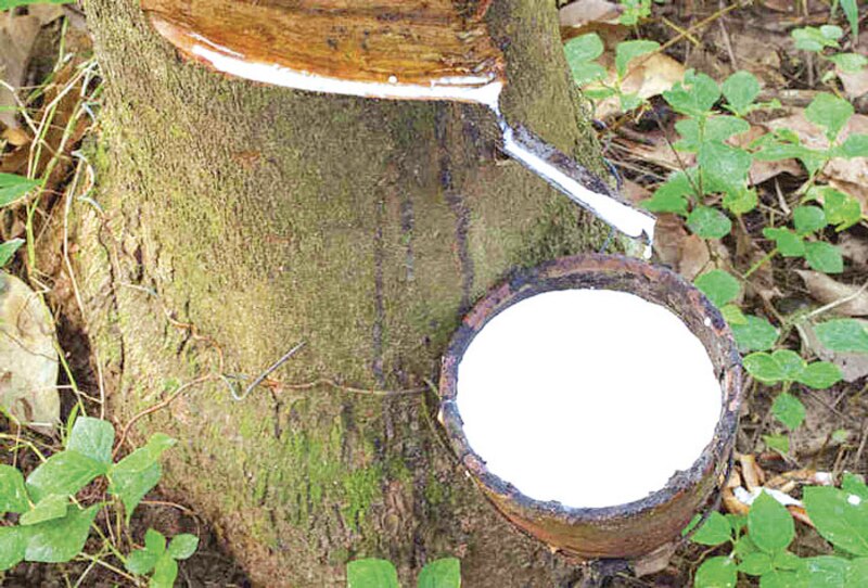 ¿Cómo se extrae el látex de los árboles de caucho?