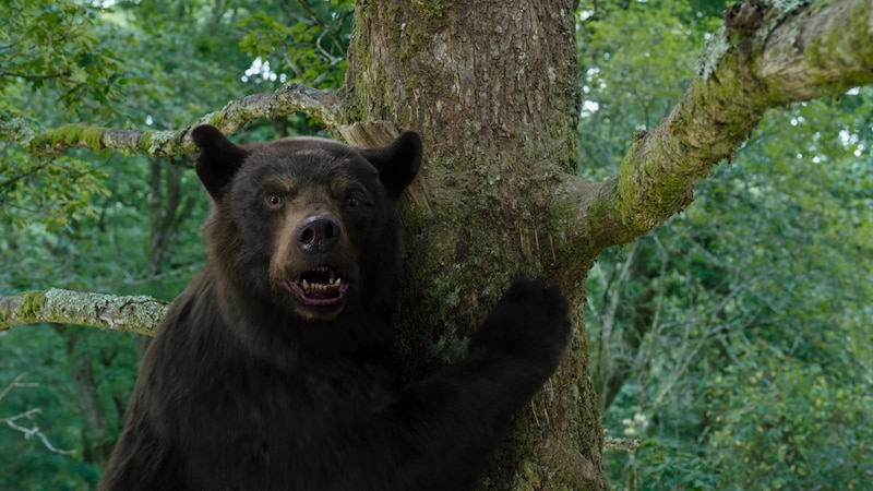 Oso pardo en el bosque