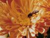 México refuerza acciones para proteger a las abejas y fortalecer la apicultura