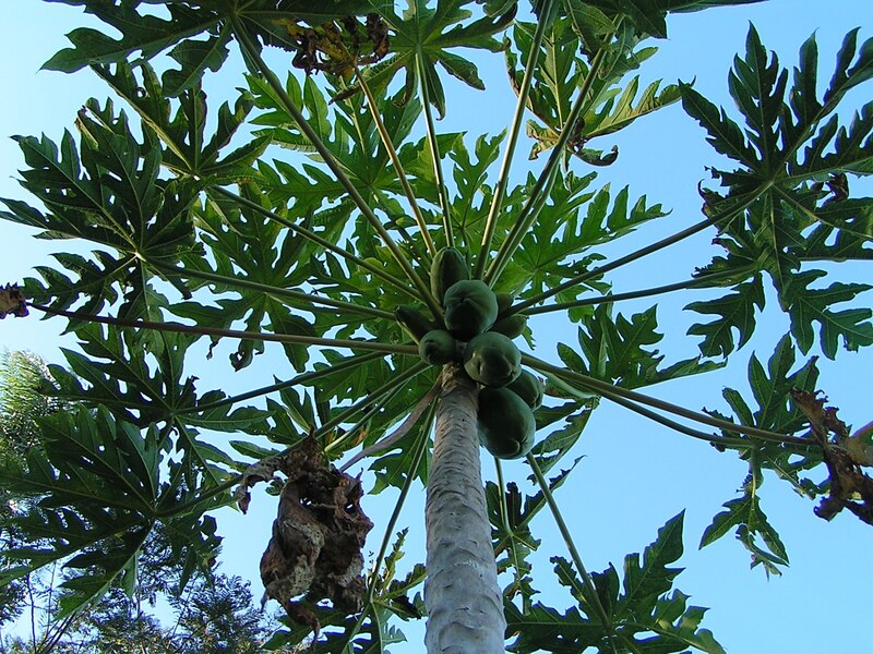 Árbol de papaya