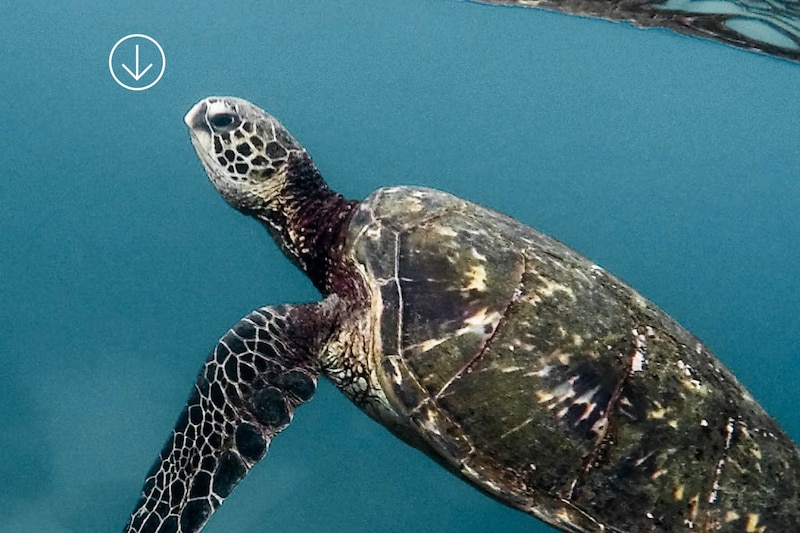 “Aventura Verde” de MAJA Sportswear impulsa la conservación de tortugas
marinas en México