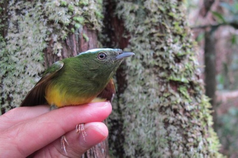 El colibrí esmeralda de garganta azul es una especie de ave endémica de Colombia.