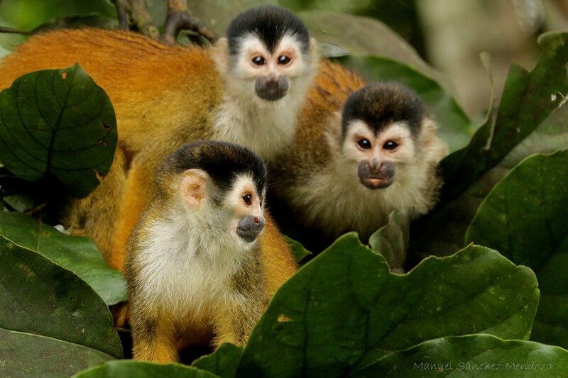 Monos araña en la selva