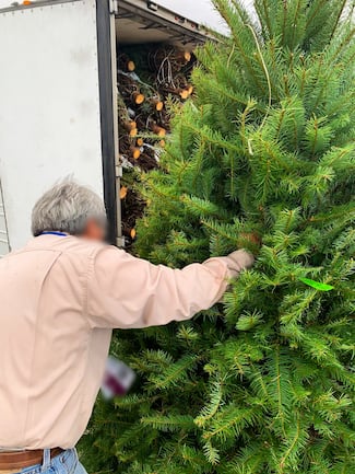 Profeco ha revisado más de 130,000 árboles de Navidad importados