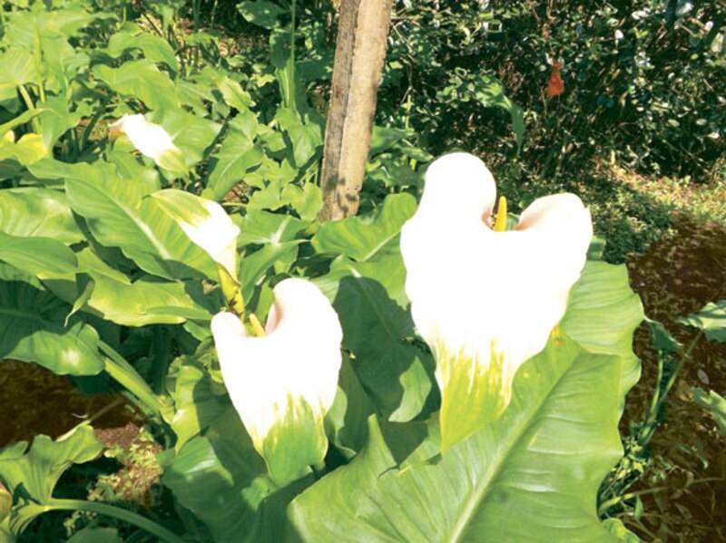 Lirios de cala blancos