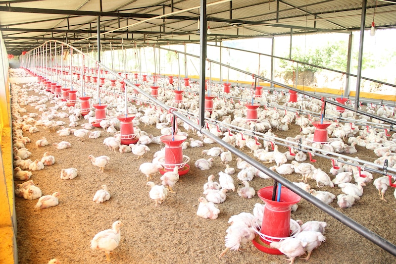 Gallina en granja avícola