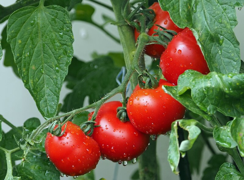 Tomates frescos y jugosos