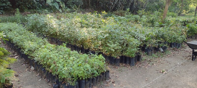 Vivero de árboles en crecimiento