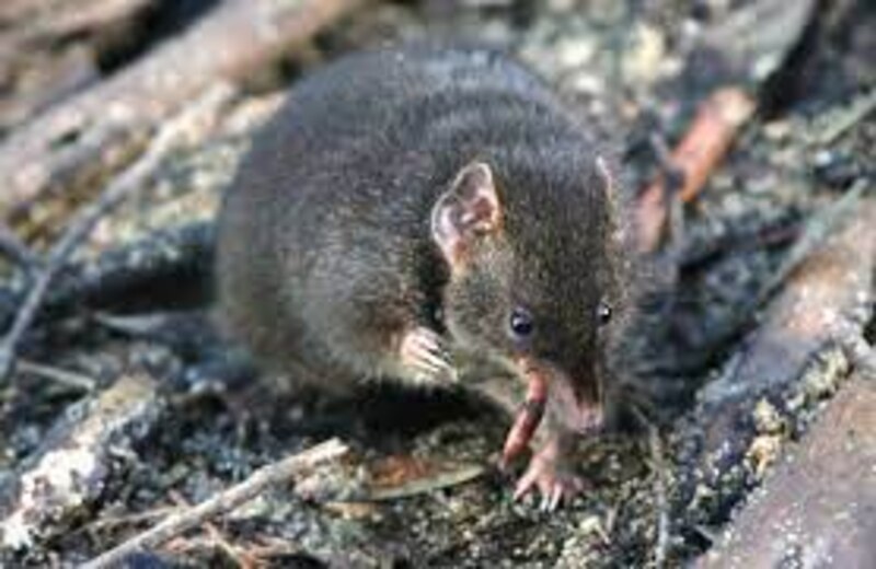 Rata marsupial