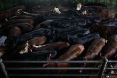 Igualdad Animal: Argentina rechaza maltrato en rastros; México suspendió importaciones desde abril