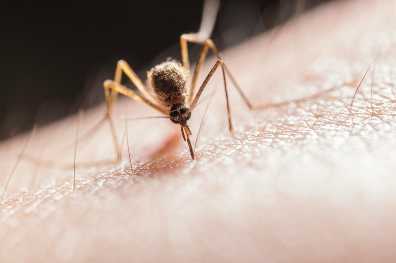 Mosquito Aedes aegypti