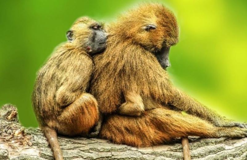 Amor maternal en la naturaleza