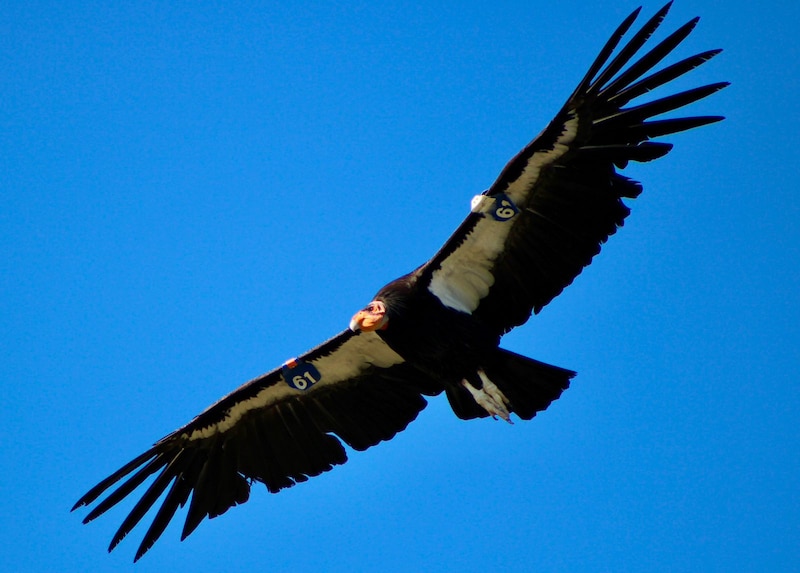 Cóndor de California volando