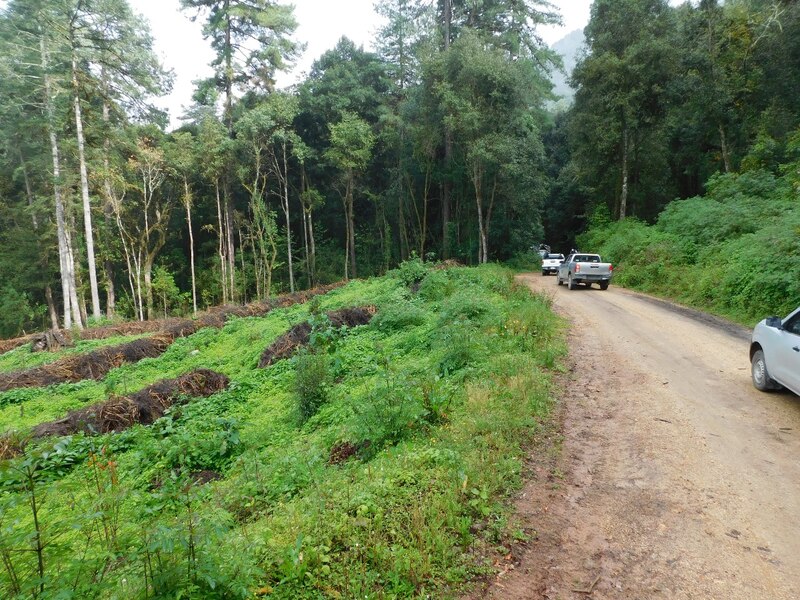 Carretera en medio del bosque