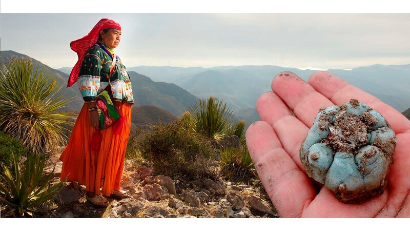 Mujer indígena mexicana sostiene un peyote en la mano