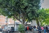 Tras lograr salvar a Laureano, vecinos de BJ van por 2 árboles monumentales más