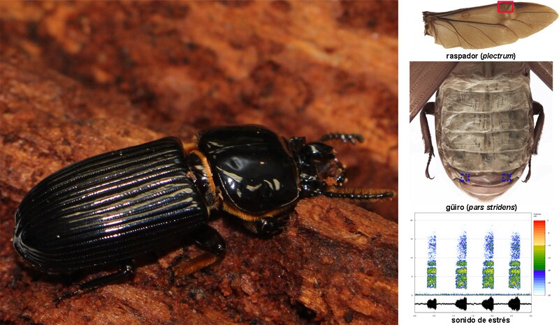 El escarabajo que canta: un nuevo descubrimiento en la selva amazónica