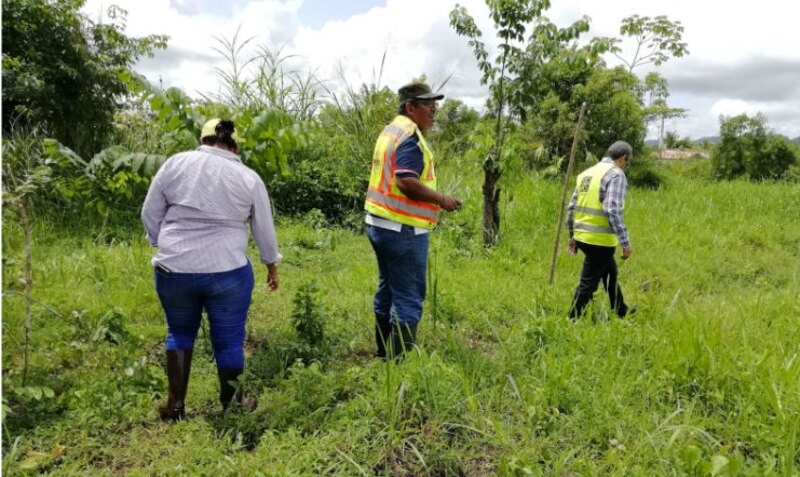 Ingenieros forestales inspeccionando un cultivo de árboles maderables