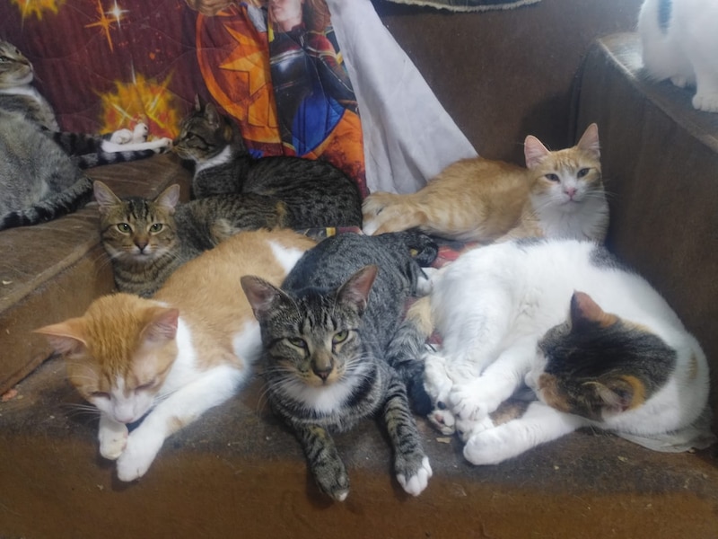 Gatitos durmiendo