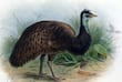 La pérdida de especies no ha alcanzado el nivel de “extinción masiva”