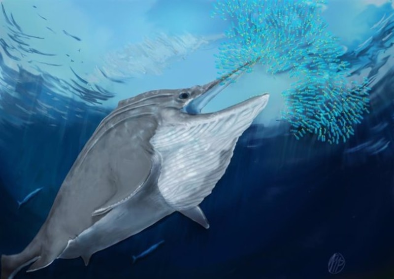 Un tiburón ballena se alimenta de un banco de peces pequeños