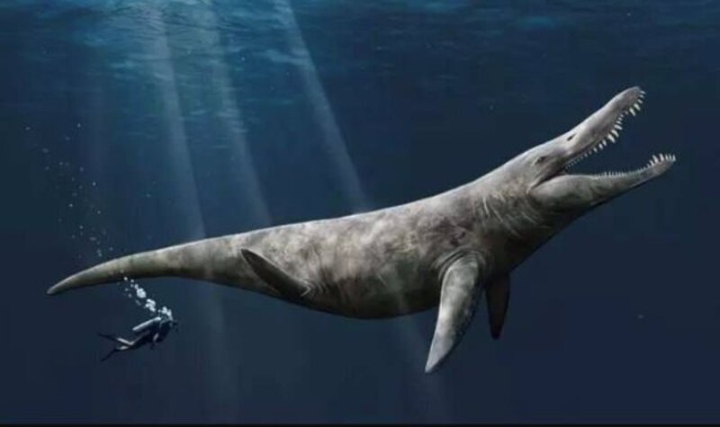 Megalodón, el tiburón más grande que jamás haya existido