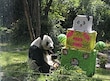  Xin Xin, la panda gigante mexicana  cumple 35 años este 1 de julio 