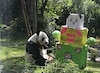  Xin Xin, la panda gigante mexicana  cumple 35 años este 1 de julio 