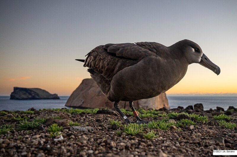 Albatros de las Galápagos