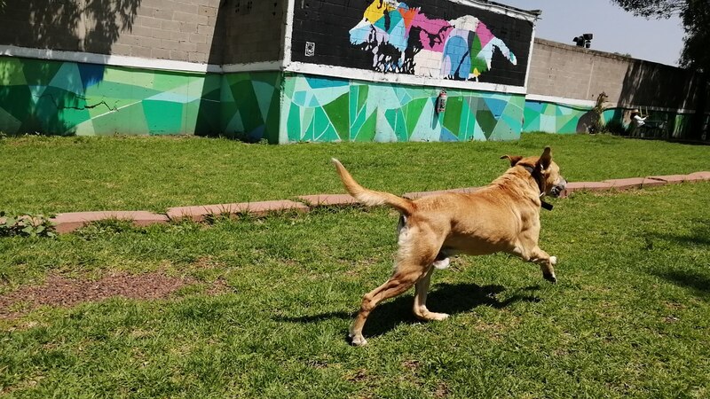 Perro corriendo en el parque