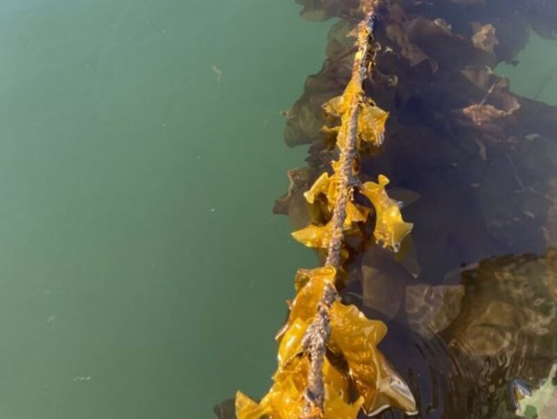 Imagen de algas marinas en el agua