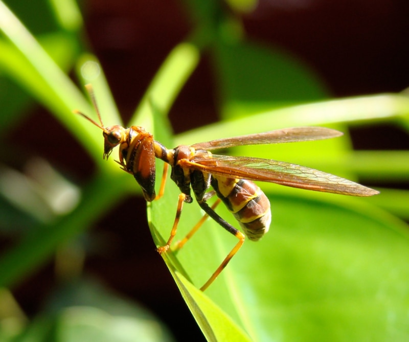 Una avispa solitaria