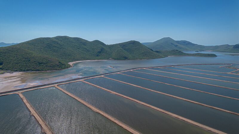 Reglas para siembra y cosecha En Sinaloa el nuevo acuerdo busca mejorar el control sanitario y la organización del sector acuícola en el estado; productores deberán tramitar permisos de siembra y notificar sus cosechas