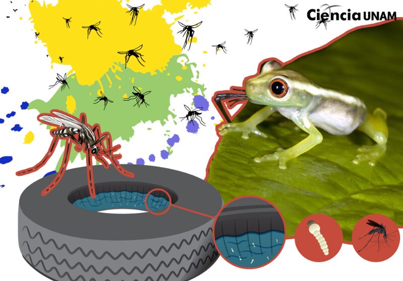 Los mosquitos y su ciclo de vida