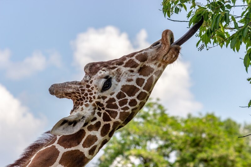 Jirafa comiendo hojas de un árbol