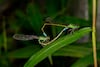 Los insectos ante el cambio climático 