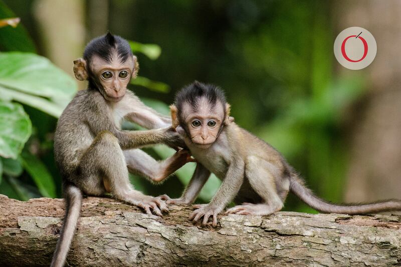 Día Mundial del Mono hoy 14 de diciembre