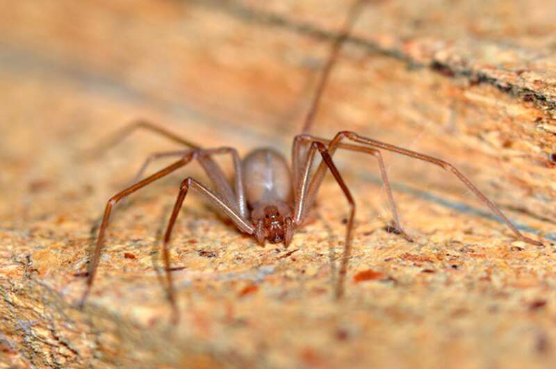 Araña reclusa parda