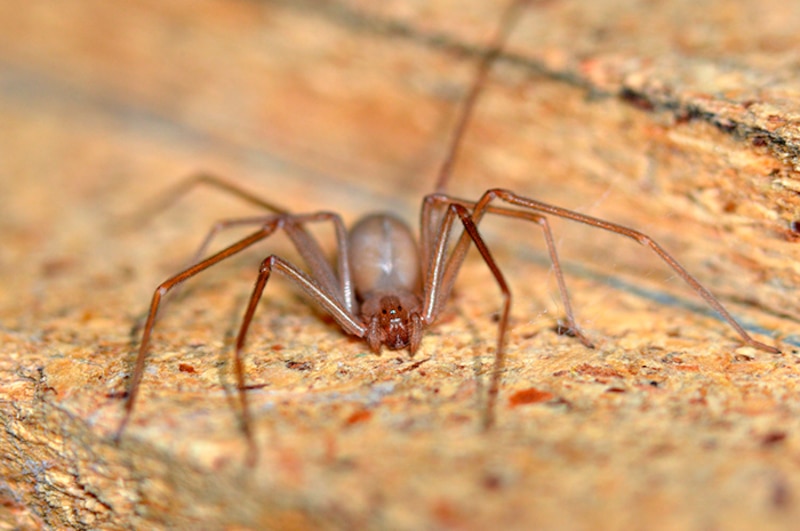 Araña reclusa parda