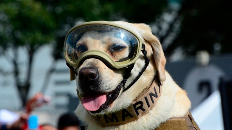 Perro militar con gafas