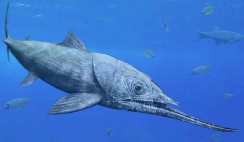El pez más grande del mundo: el tiburón ballena