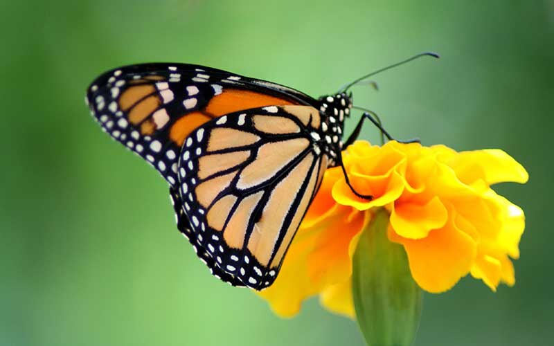 Mariposa monarca en flor de cempasúchil