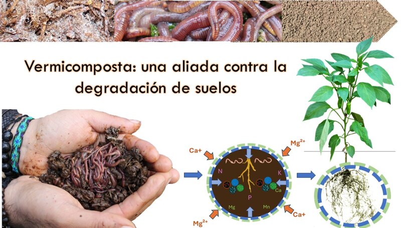 Lombrices de tierra: Una aliada contra la degradación de suelos