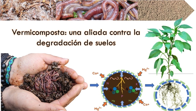 Lombrices de tierra: Una aliada contra la degradación de suelos