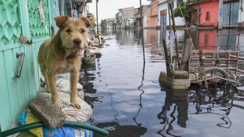 Inundaciones en Venezuela dejan a perro atrapado en medio de la calle